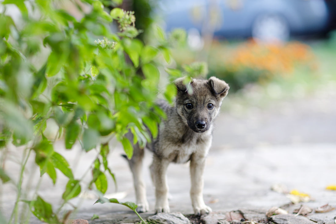 a dog standing next to a bush