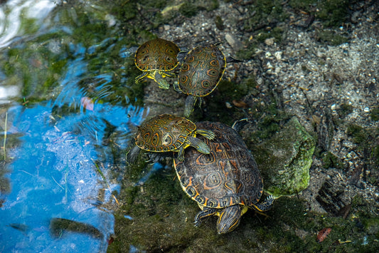 a group of turtles swimming in a pool of water