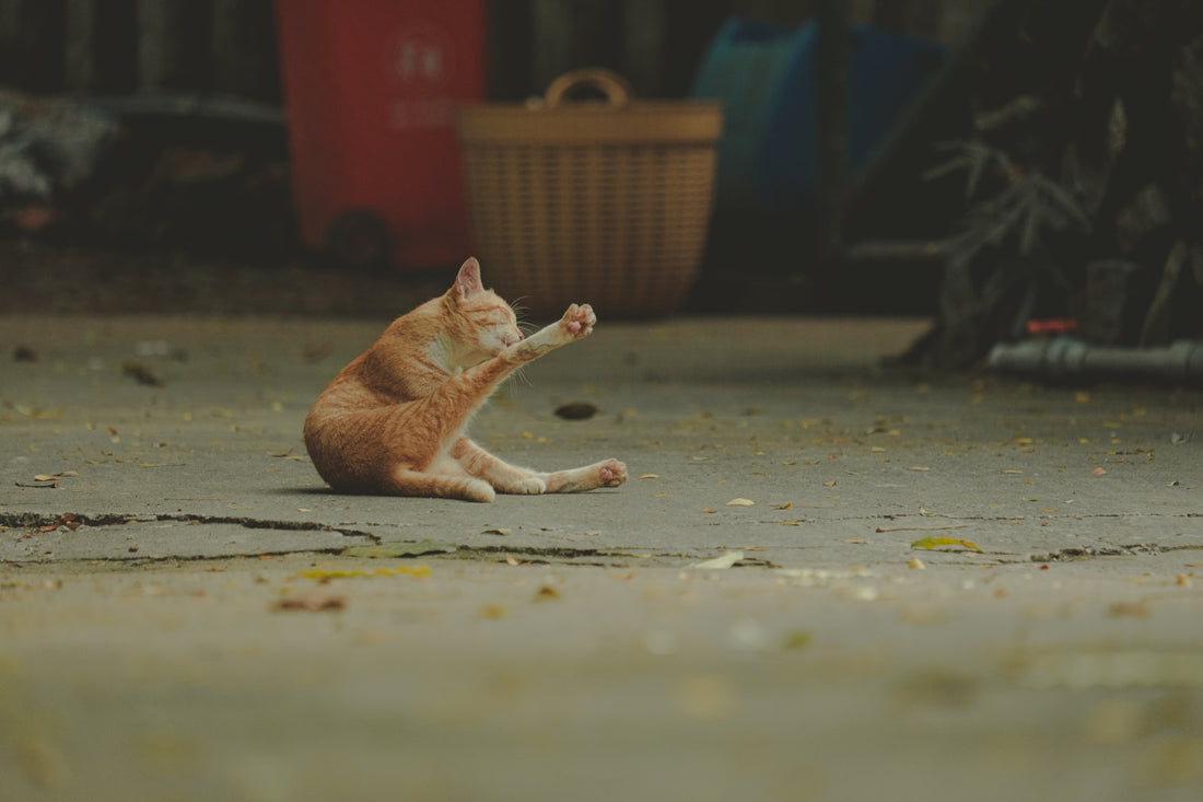 an orange and white cat sitting on the ground