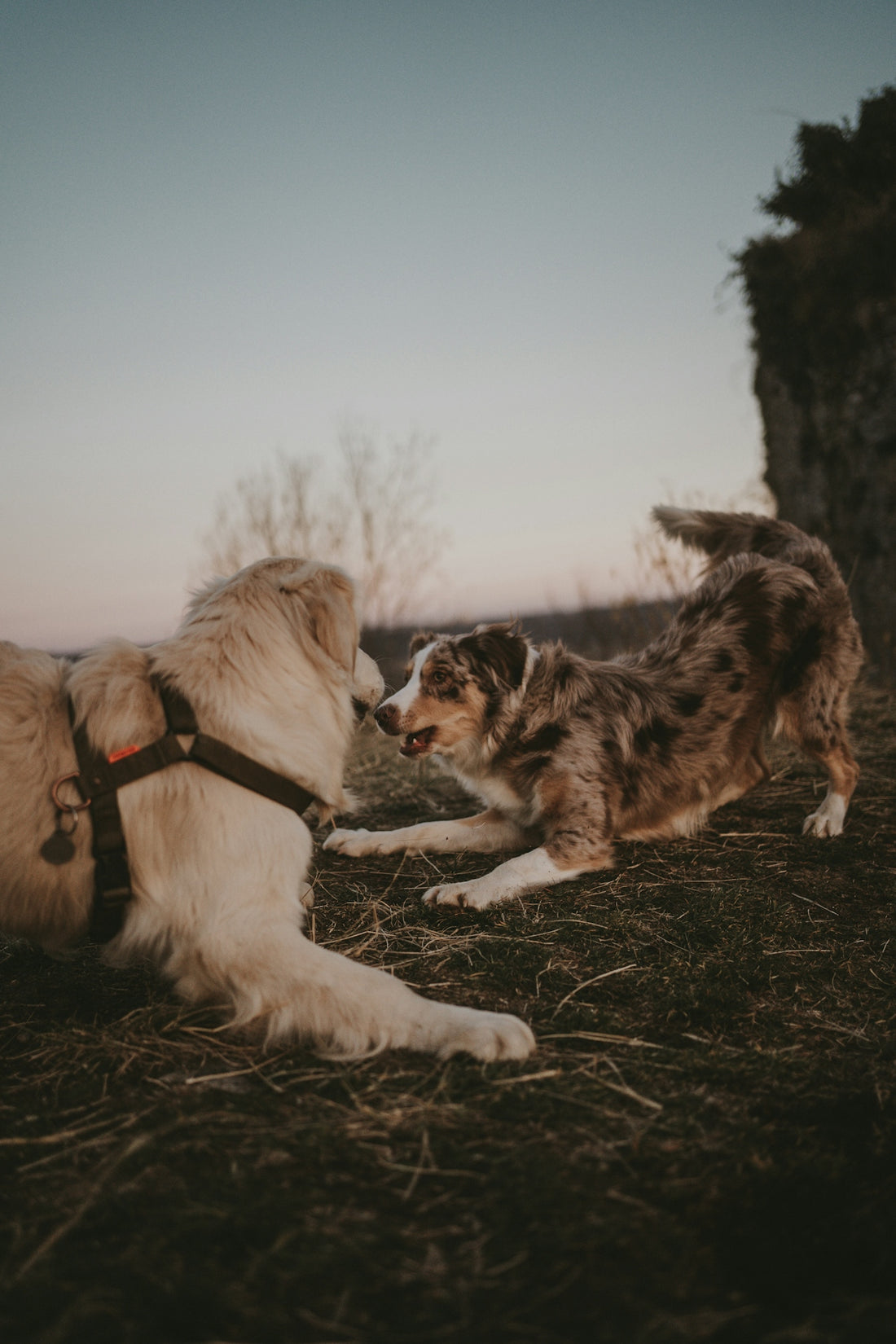 a couple of dogs that are standing in the grass