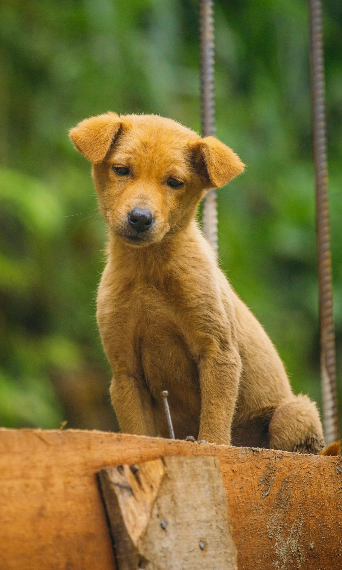 a small brown dog sitting on top of a wooden box