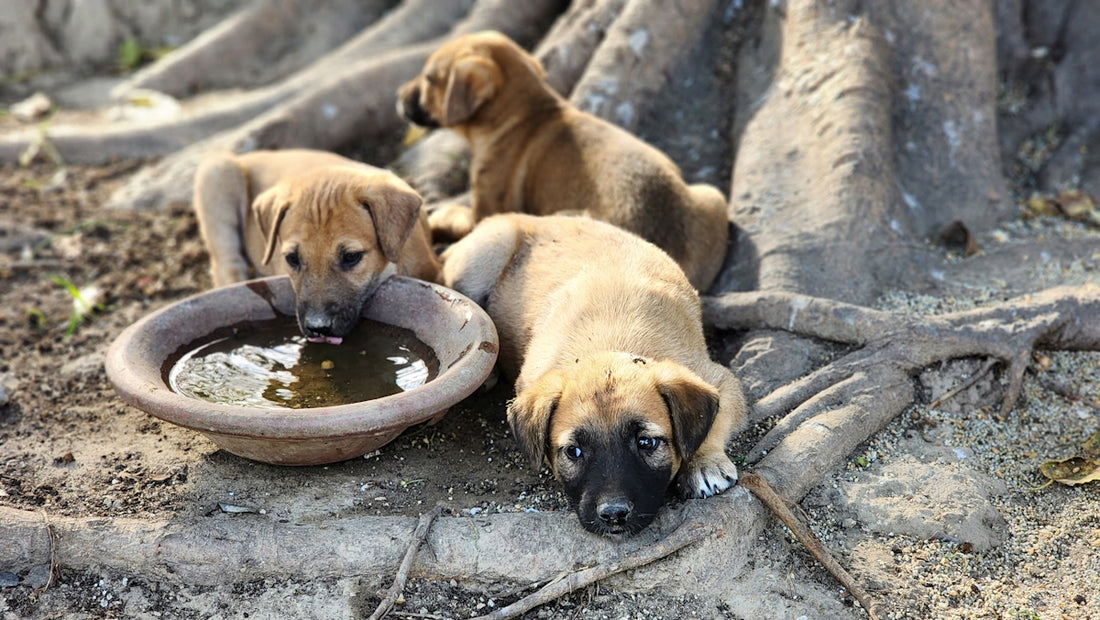 two puppies drinking water from a bowl next to a tree
