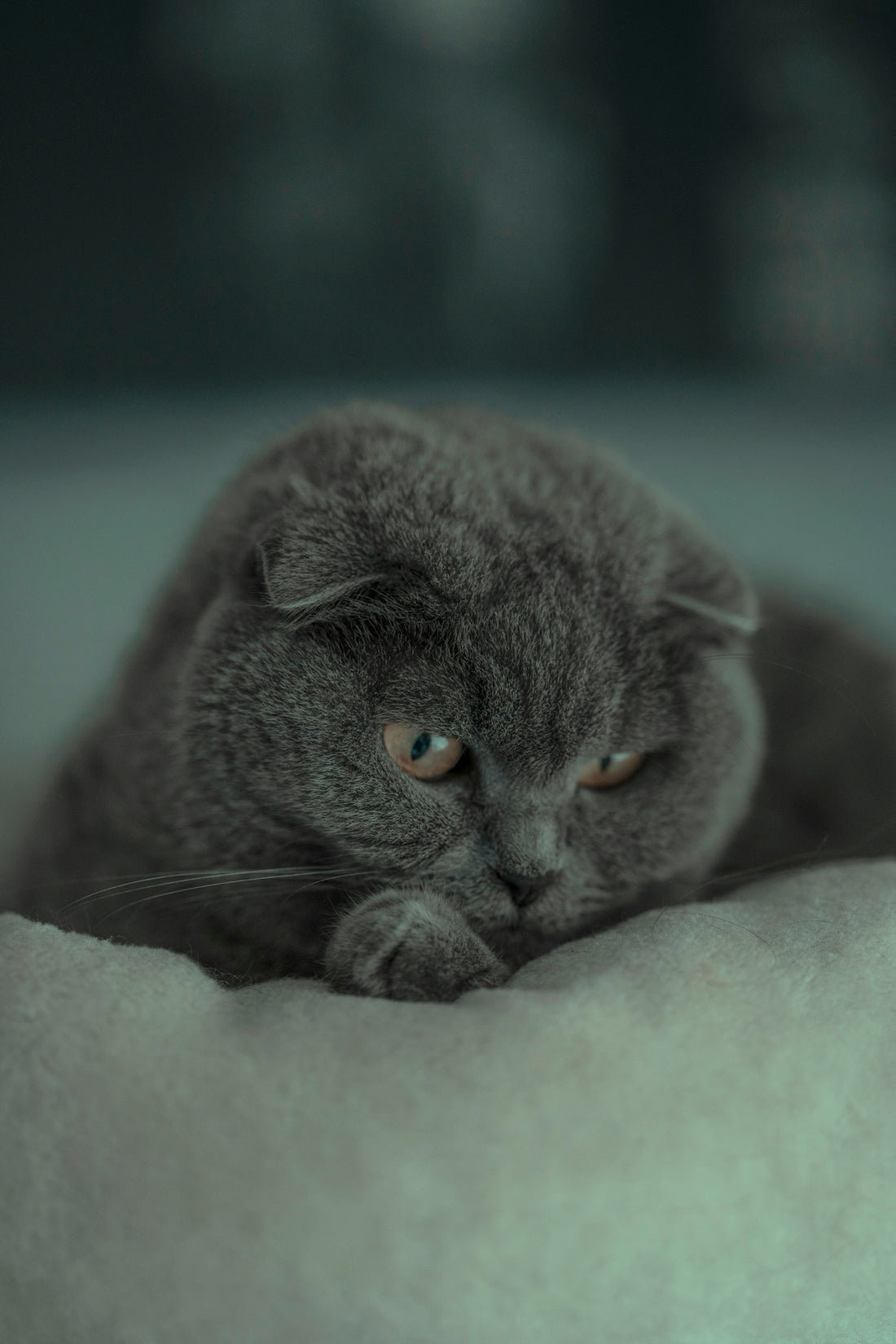 a gray cat laying on top of a white blanket