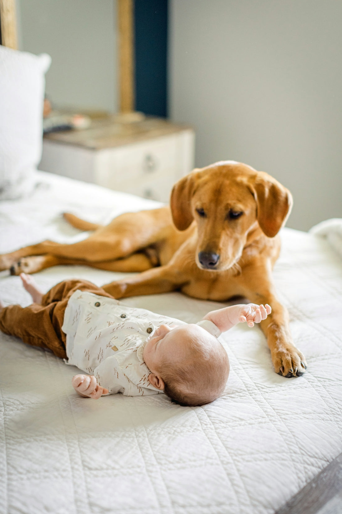 a brown dog laying on top of a bed next to a baby