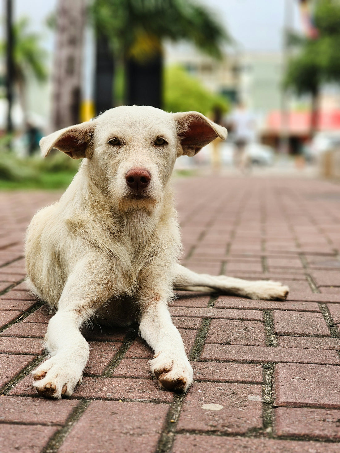 a white dog laying on a brick road