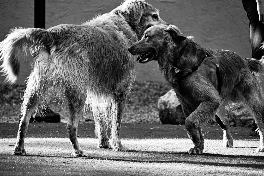 a couple of dogs standing next to each other