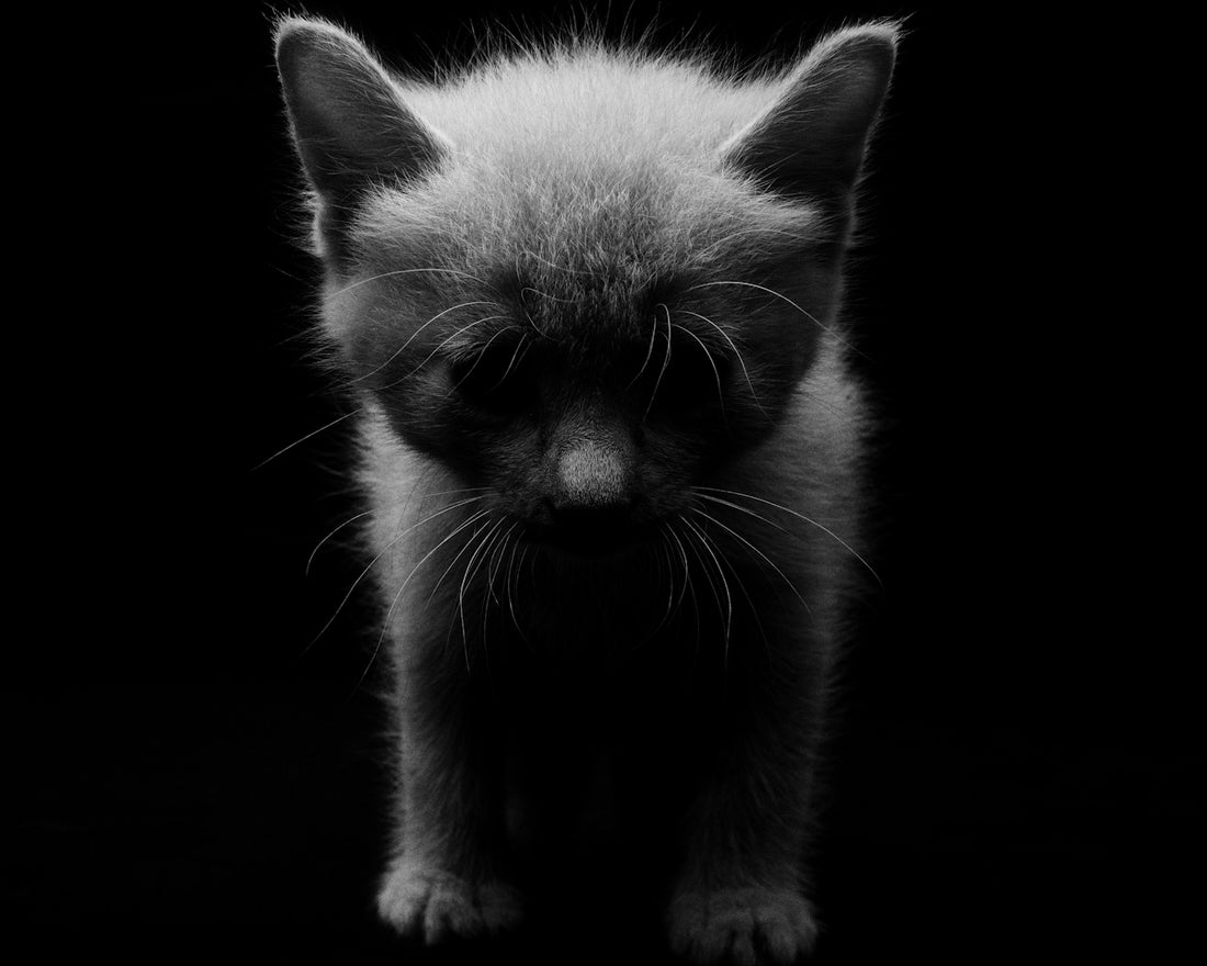 a black and white photo of a small animal