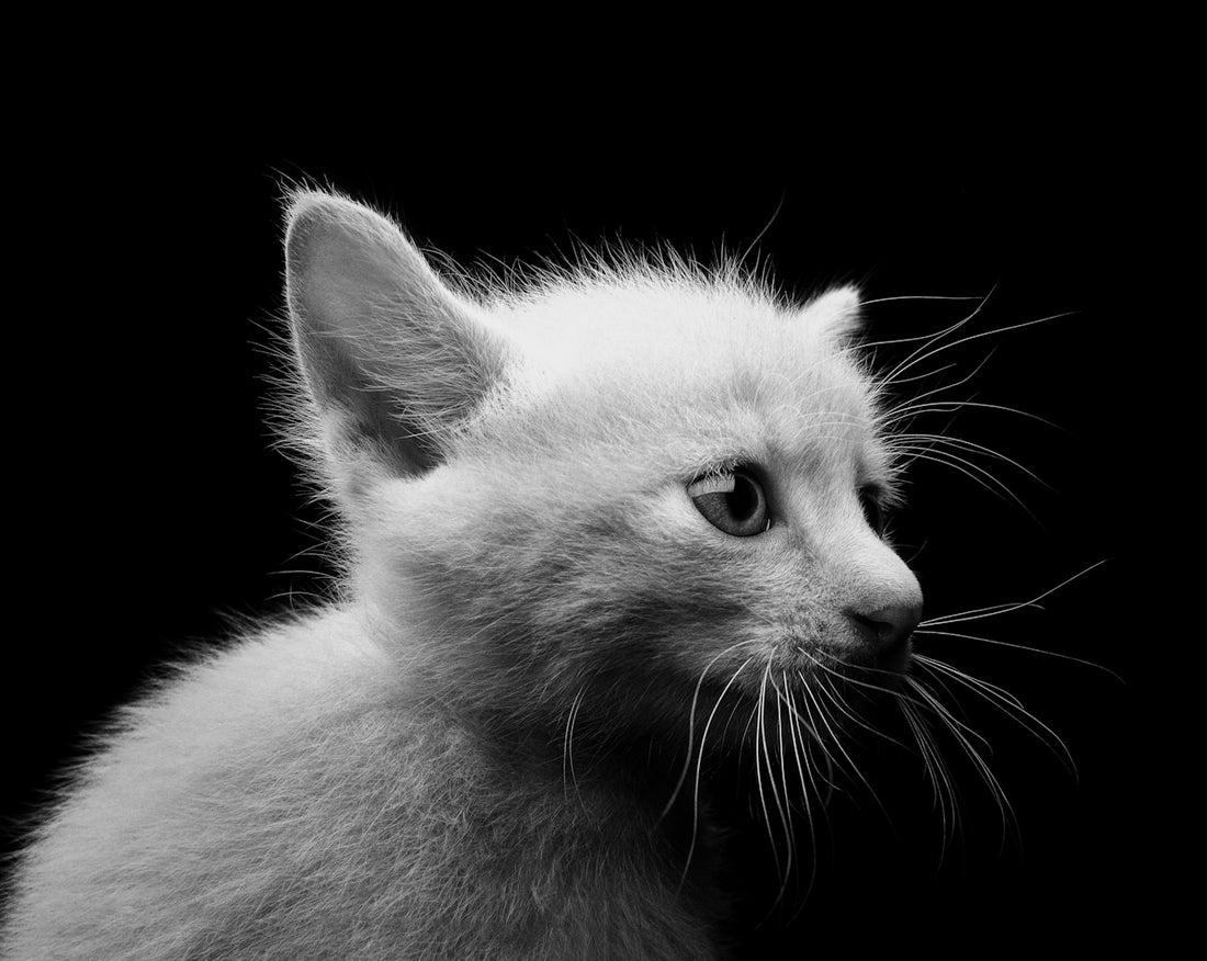 a black and white photo of a kitten
