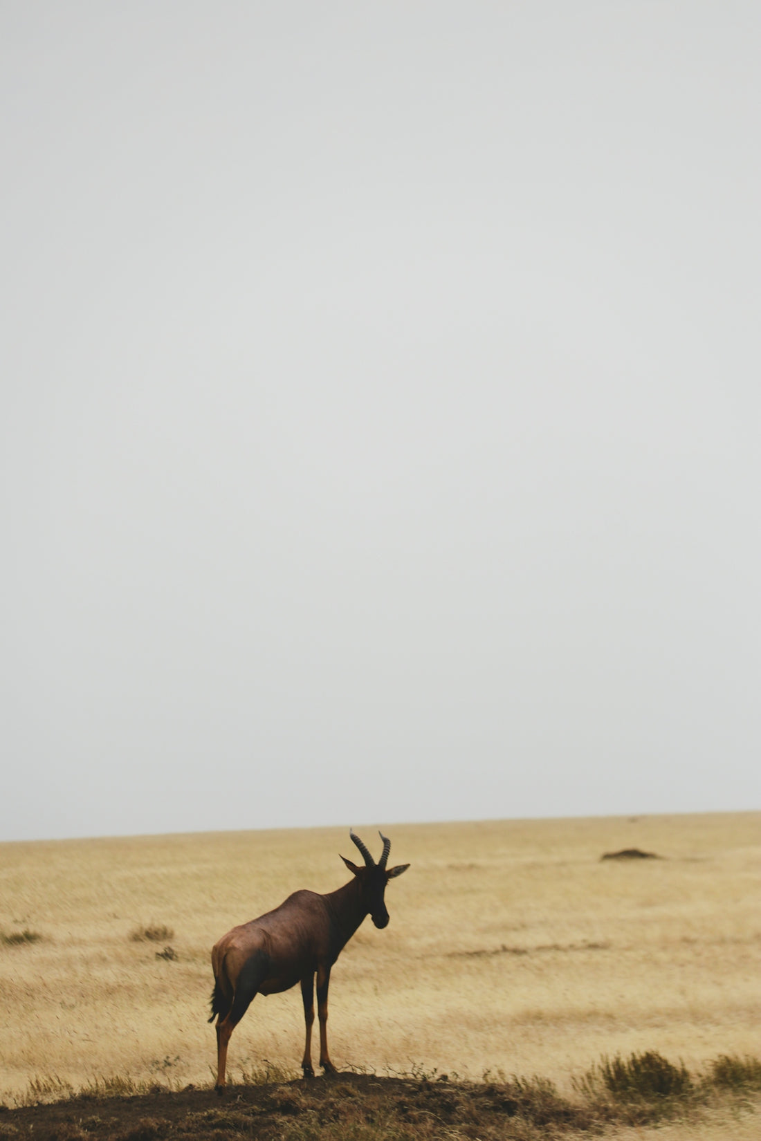 an antelope standing in the middle of a field