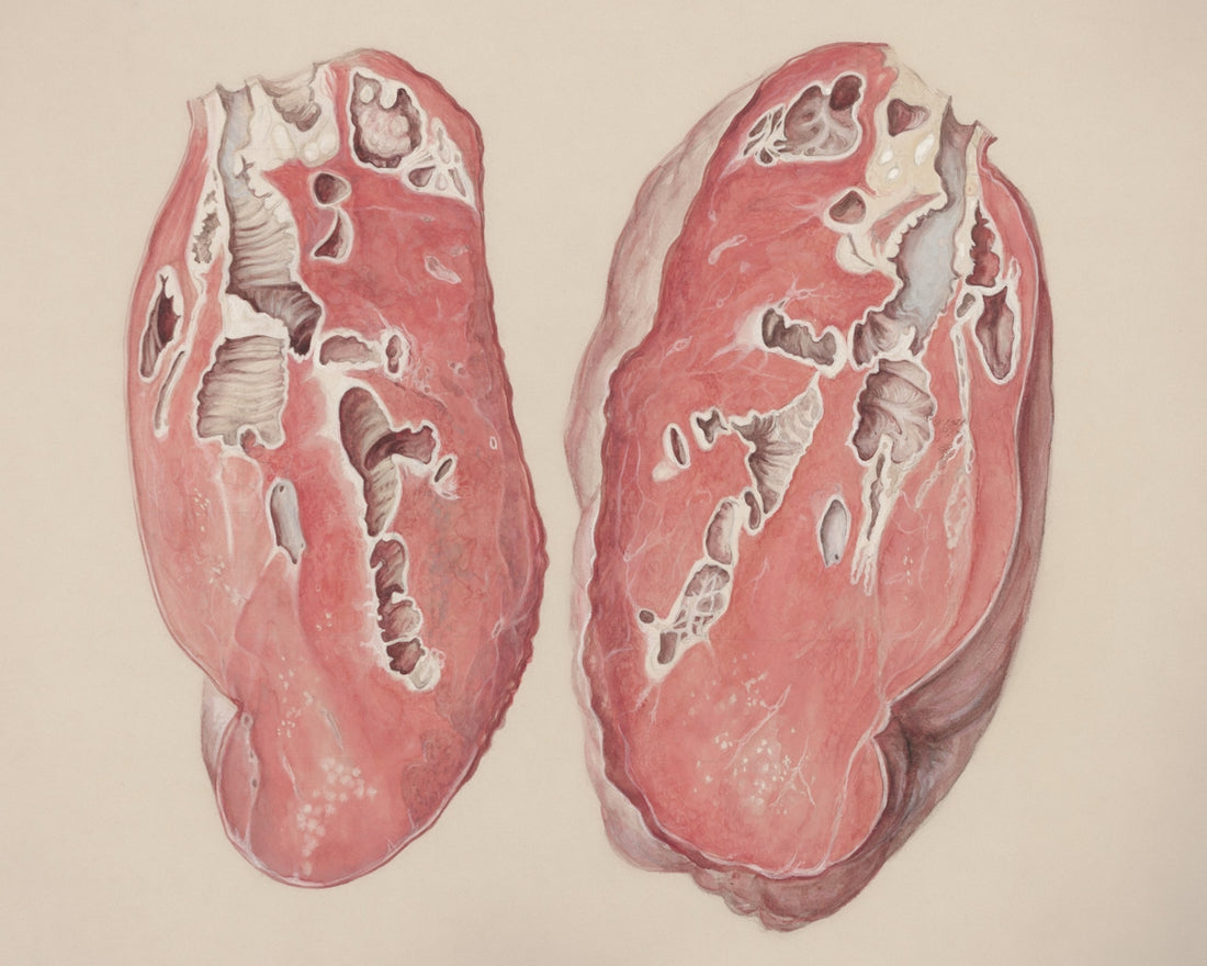 a drawing of a pair of lungs