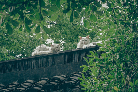 two cats laying on top of a roof next to trees