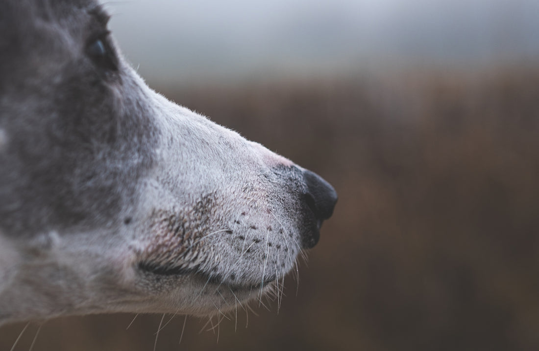 A close up of a dog with a blurry background
