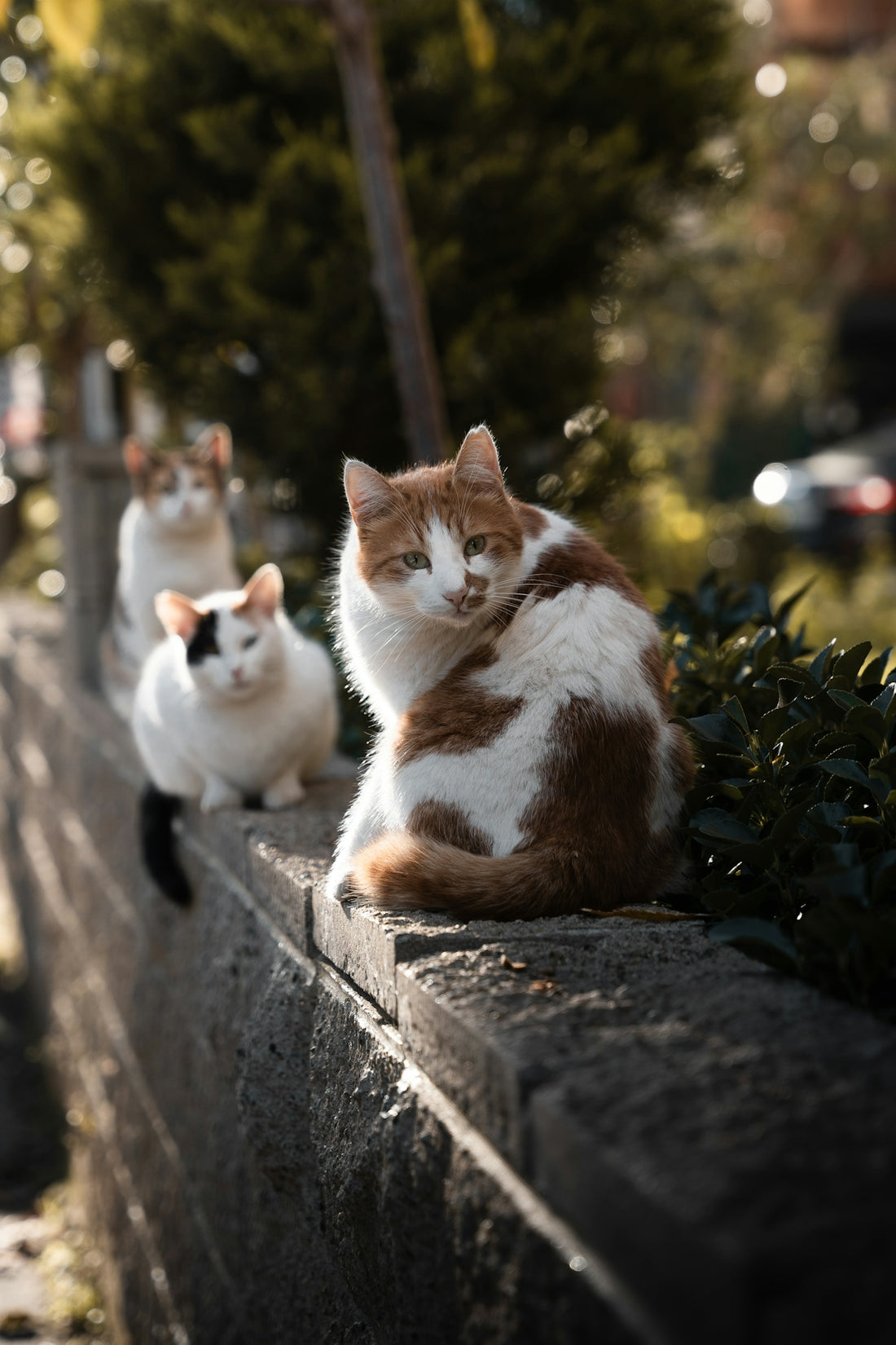 A group of cats sitting on top of a cement wall