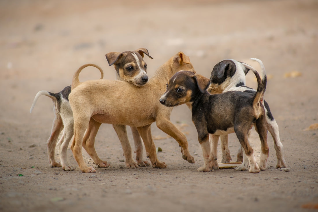 A group of small dogs standing next to each other