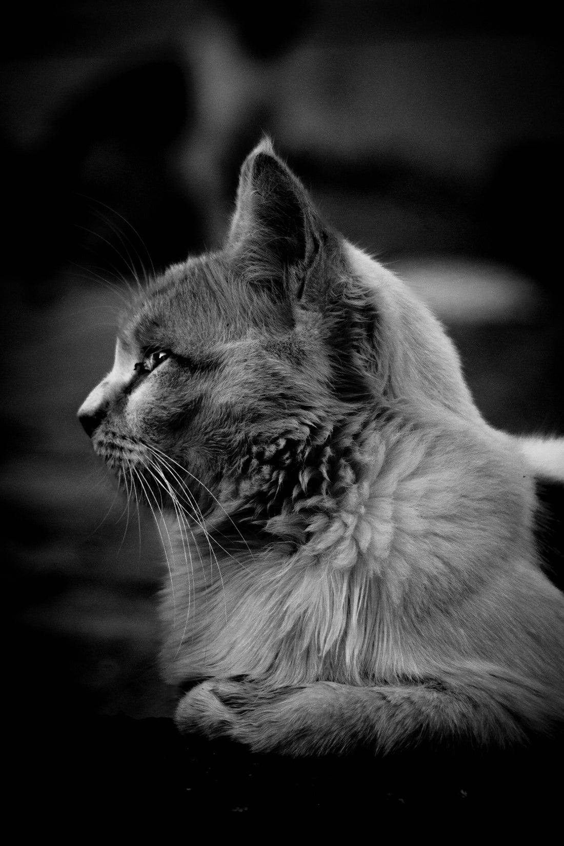 A black and white photo of a cat
