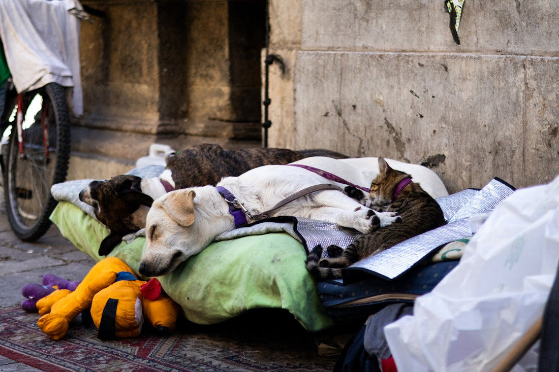 A group of dogs and cats sleeping on a pillow