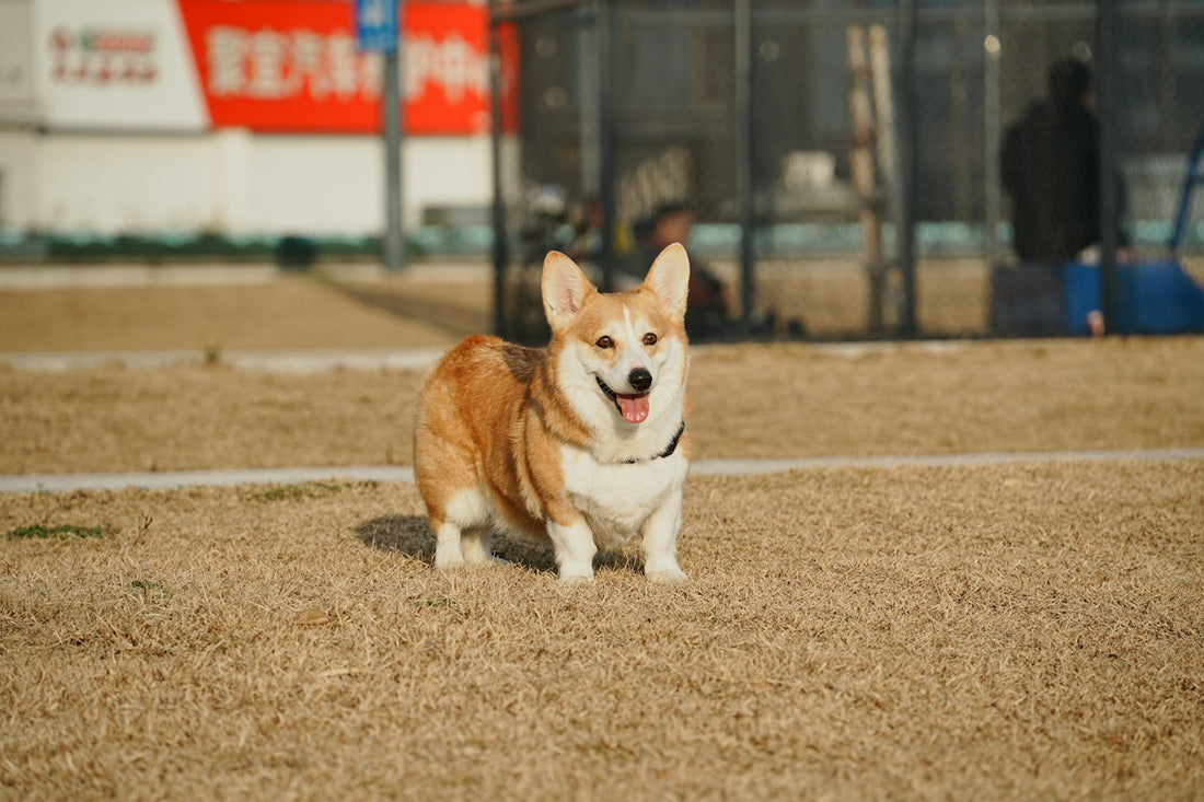 A corgi dog is running in a field
