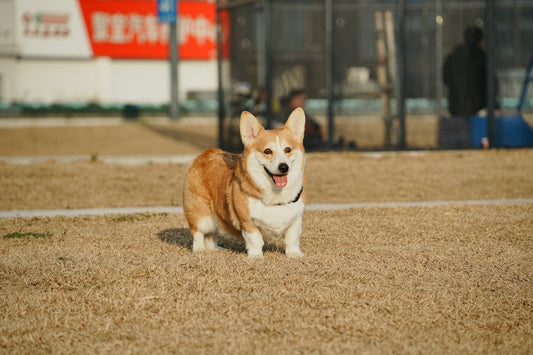 A corgi dog is running in a field