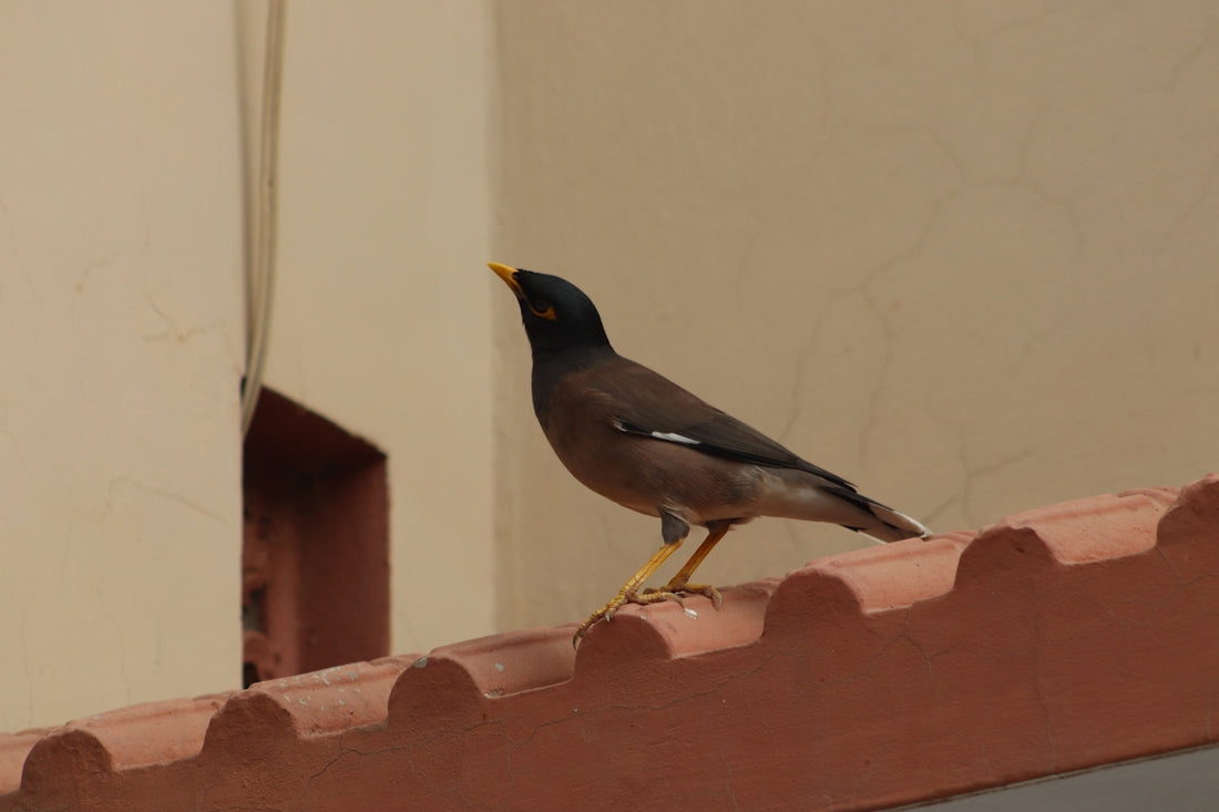 A small bird perched on the edge of a building