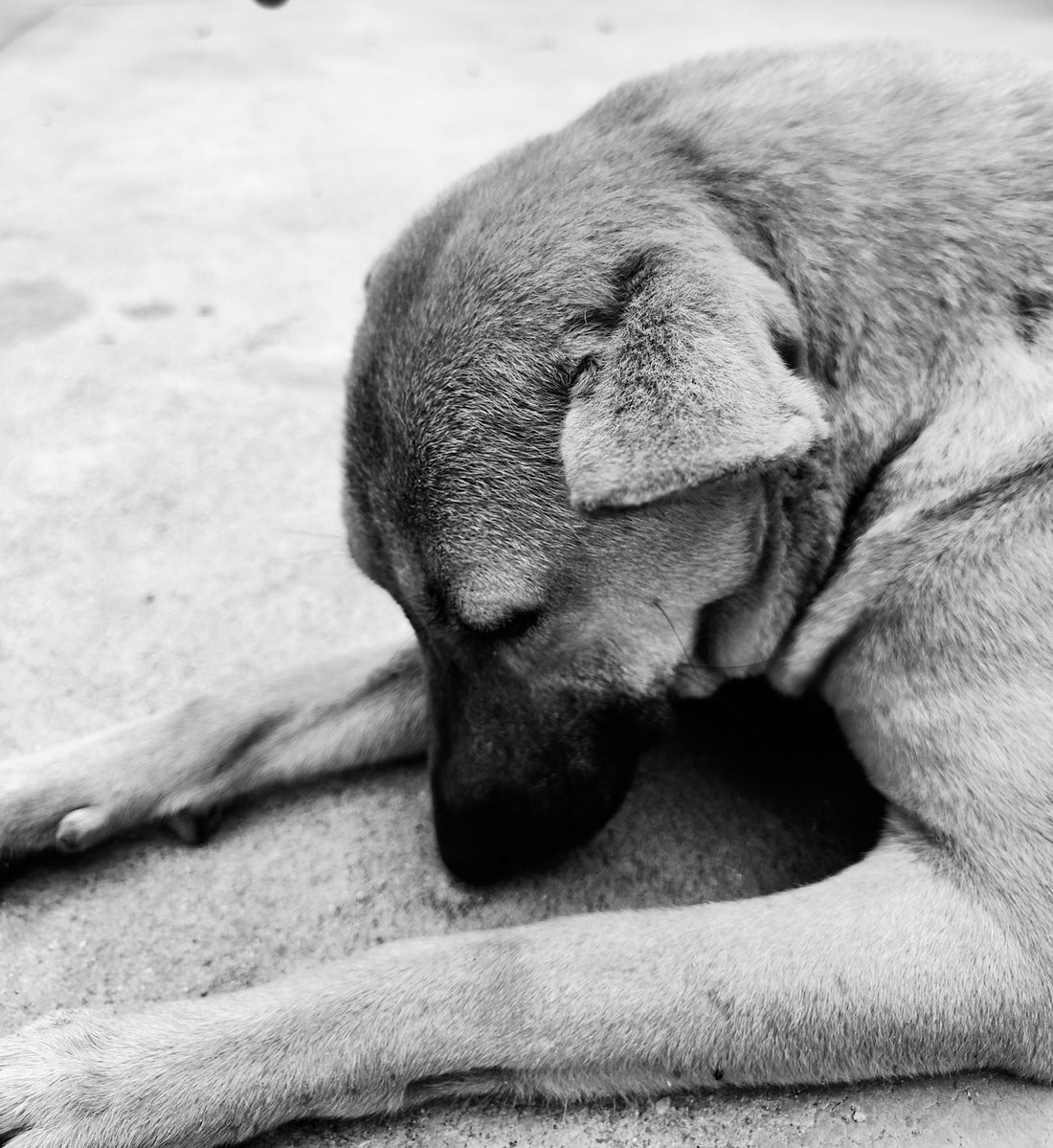 A large dog laying on top of a cement floor
