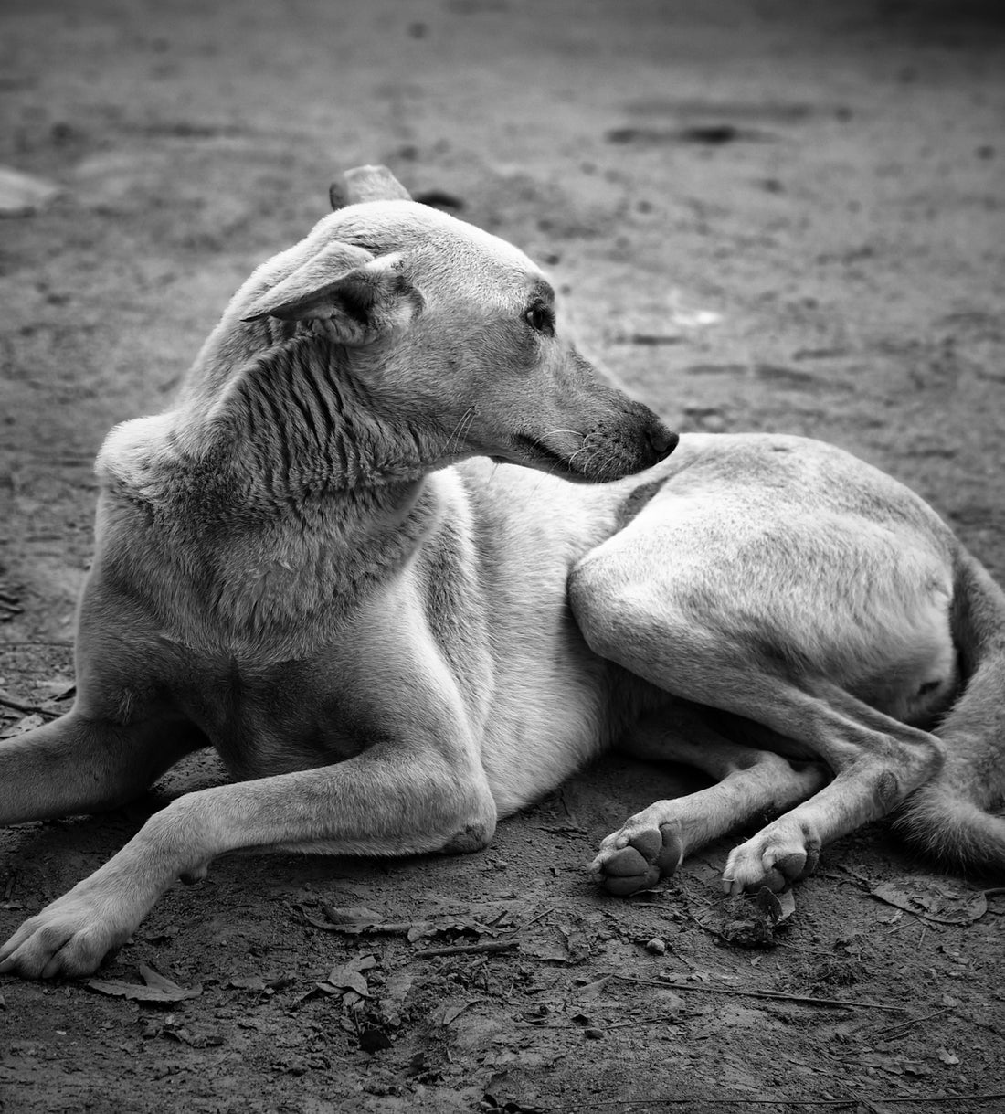 A dog laying on the ground in a black and white photo