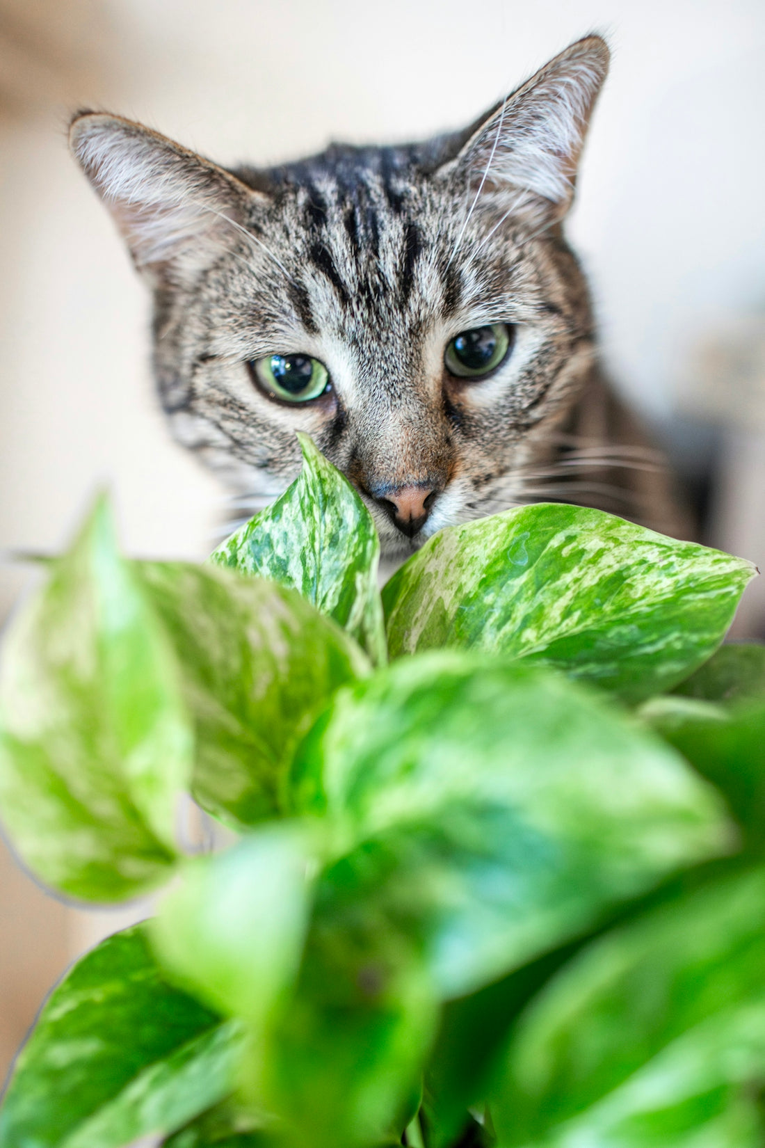 A close up of a cat near a plant