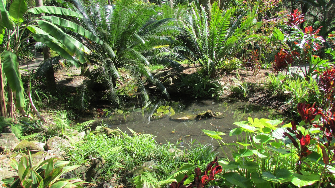 A small pond surrounded by tropical plants and trees