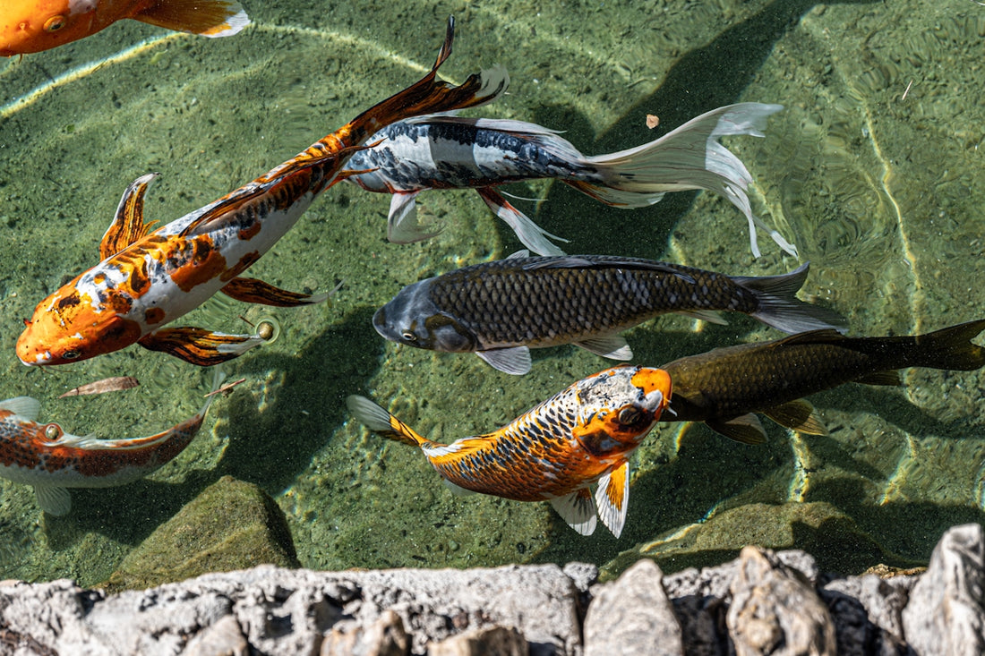 A group of fish swimming in a pond