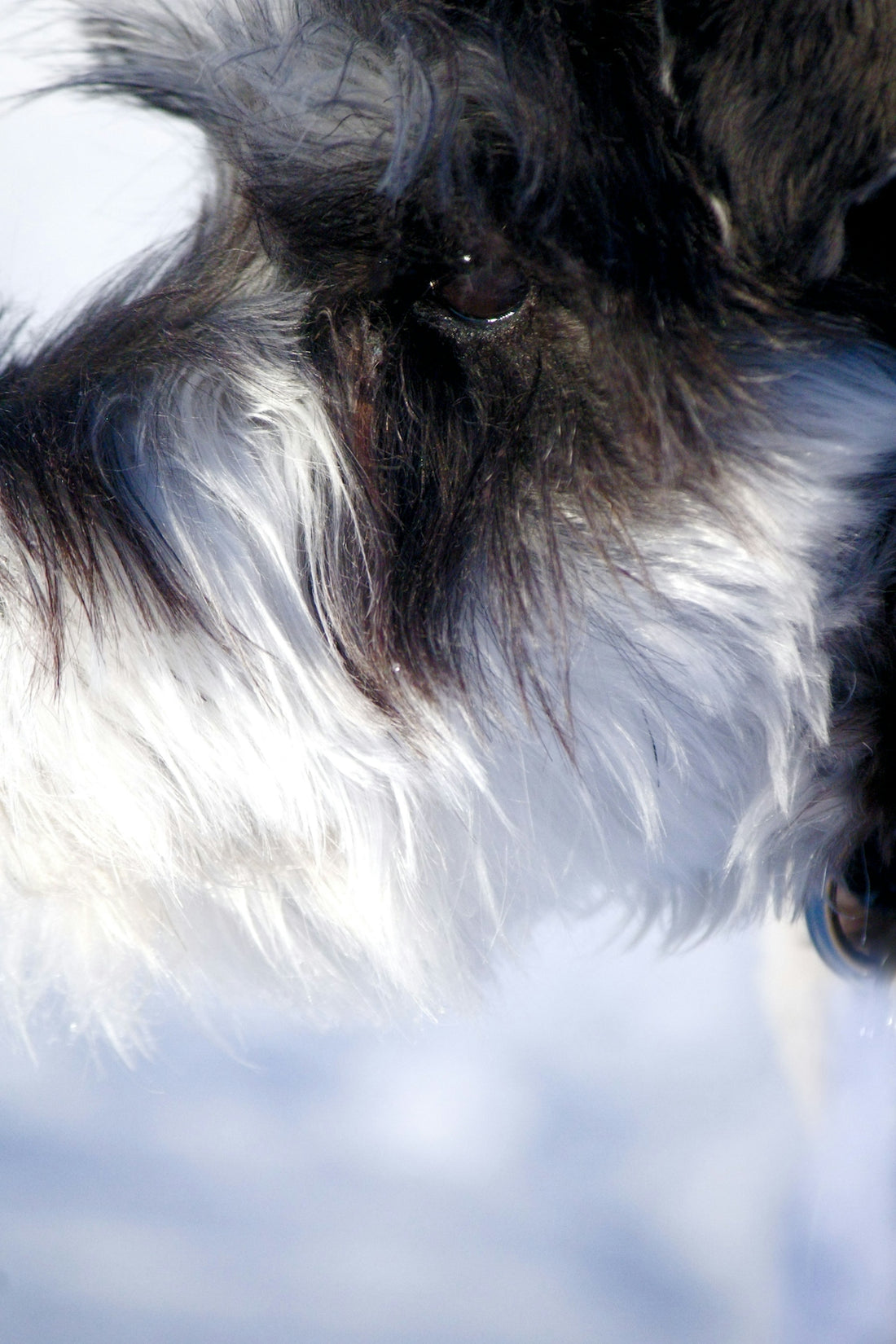 A close up of a dog's face in the snow