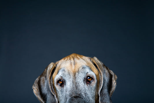 A great dane stares straight ahead.