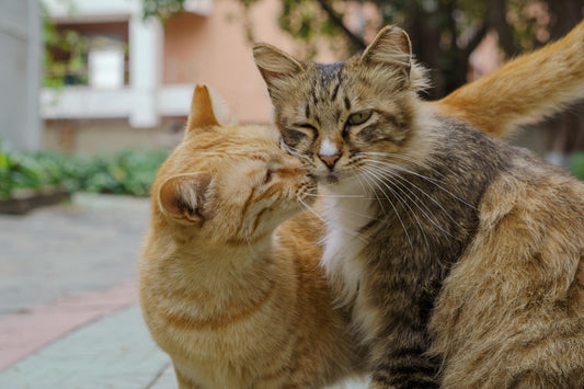 Two cats are showing affection to each other.