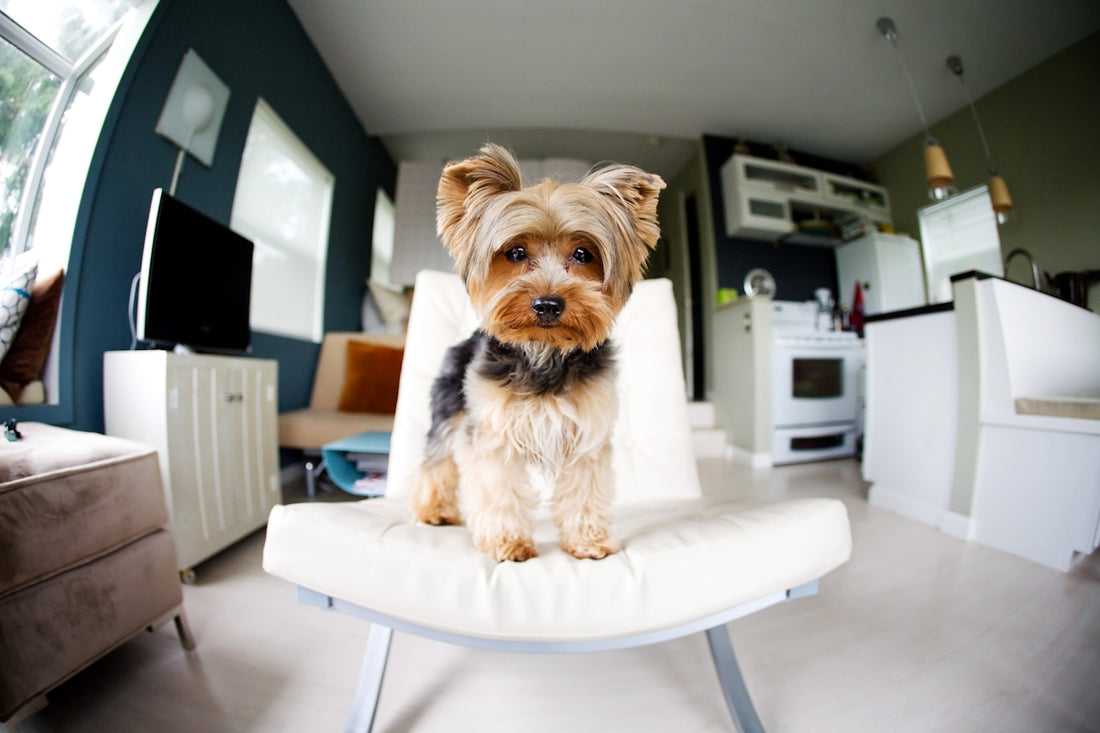 Yorkshire terrier poses on a white chair indoors.
