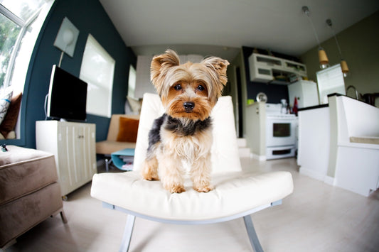 Yorkshire terrier poses on a white chair indoors.