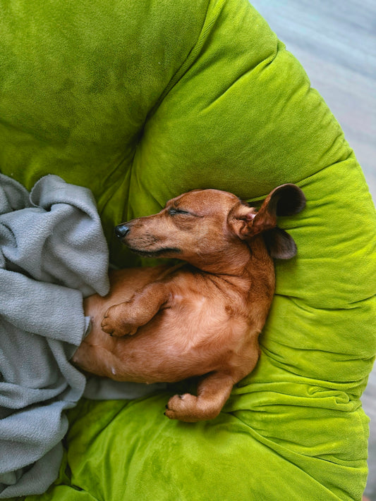 A dachshund puppy is sleeping peacefully on a green chair.