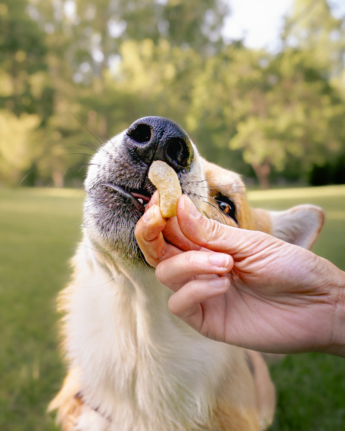 A hand is feeding a dog a treat.