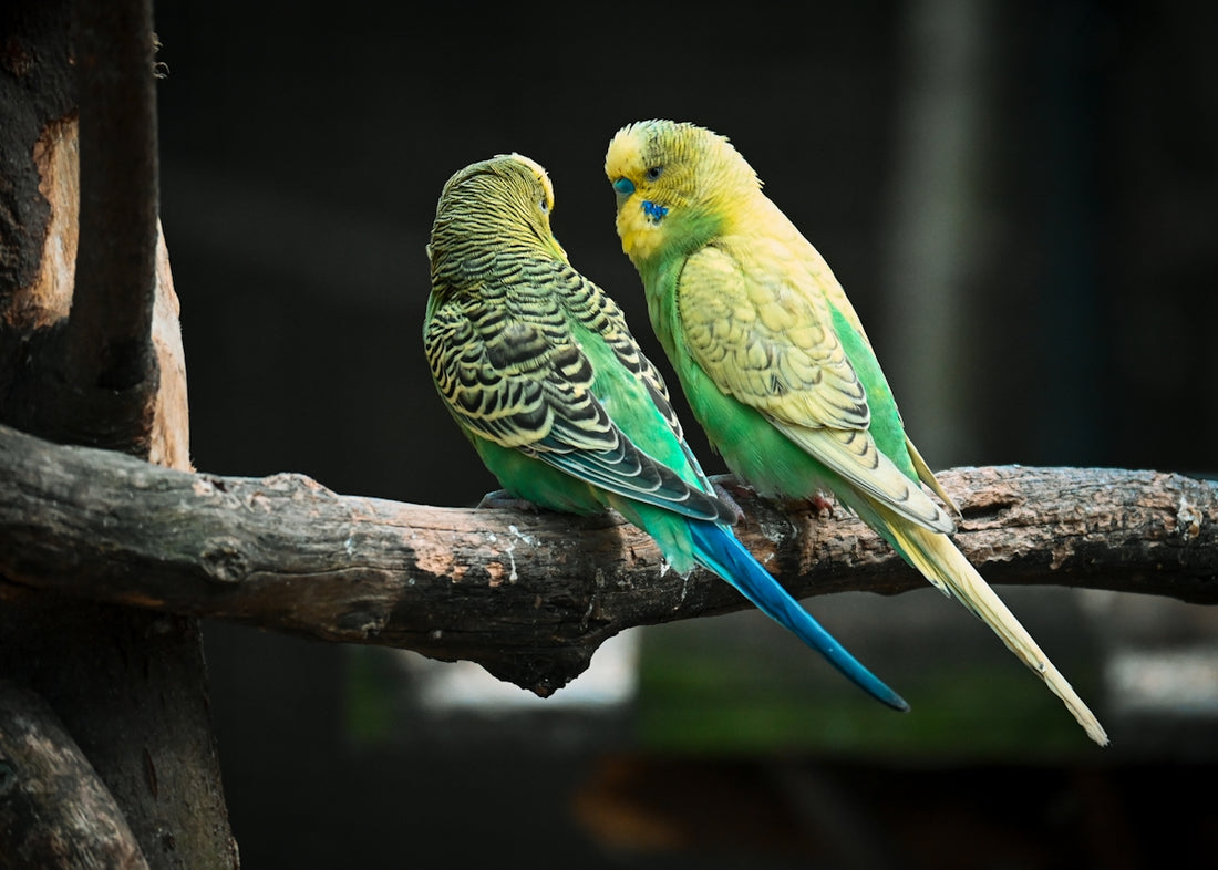 Two colorful parakeets are perched on a branch.