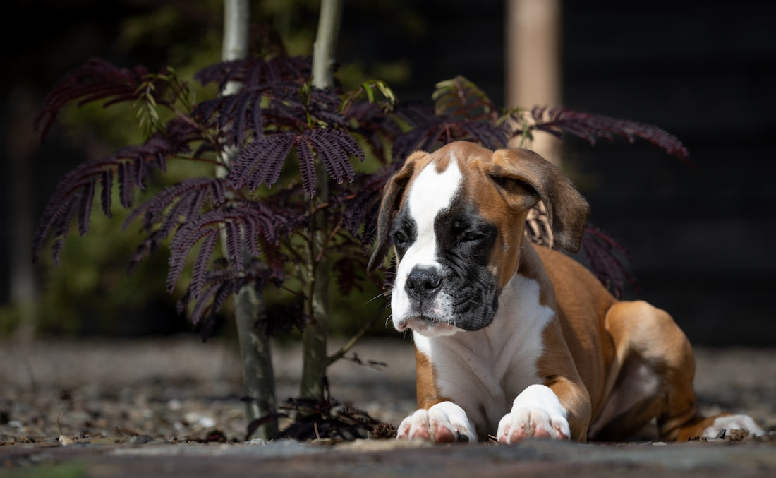A boxer puppy rests near a dark-leafed plant.