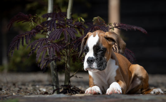 A boxer puppy rests near a dark-leafed plant.