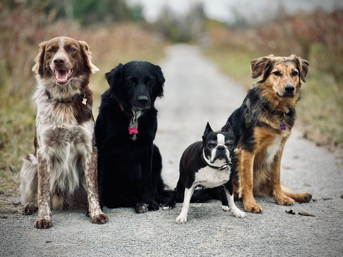 Four dogs sitting on a path outdoors together