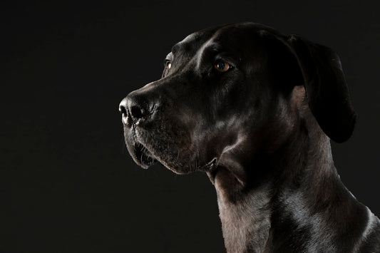 A black great dane dog against a dark background