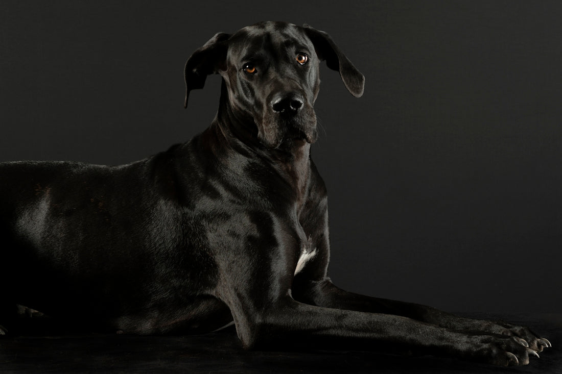 A sleek black great dane rests on a dark background.