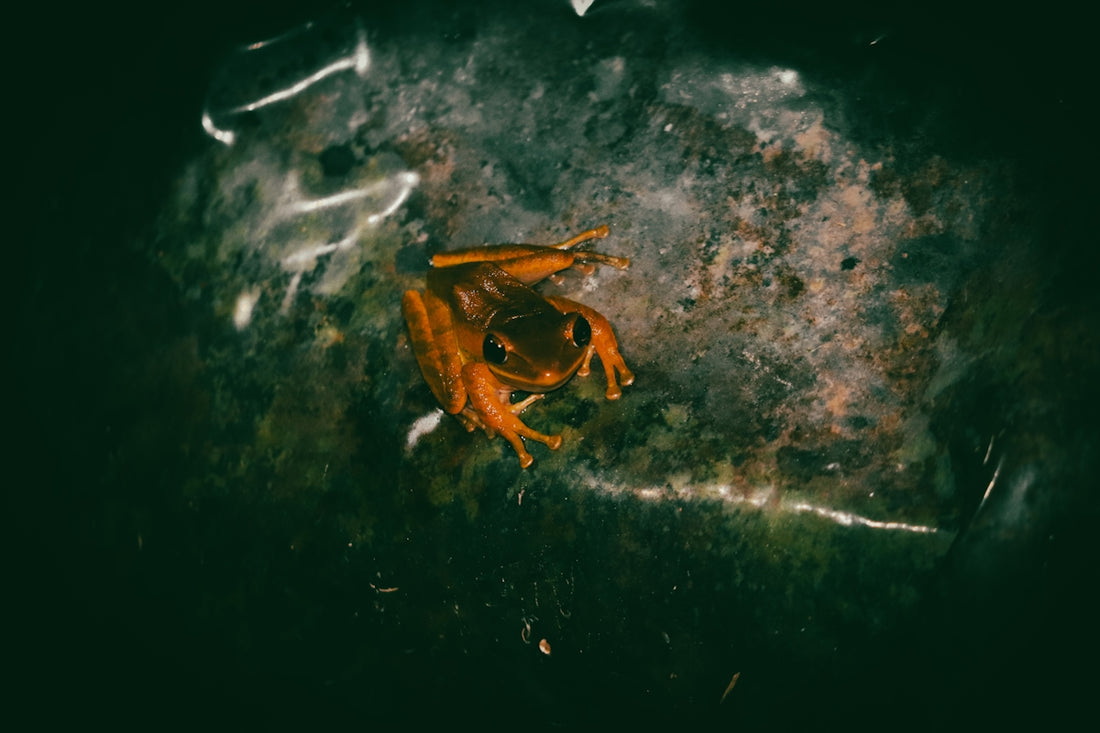 A small orange frog sits on a wet surface.