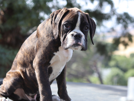 A brindle boxer dog sits outdoors with trees behind.