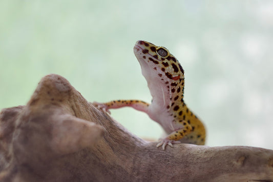 A leopard gecko rests on a piece of driftwood.
