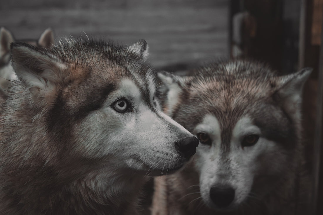 Two husky dogs looking forward