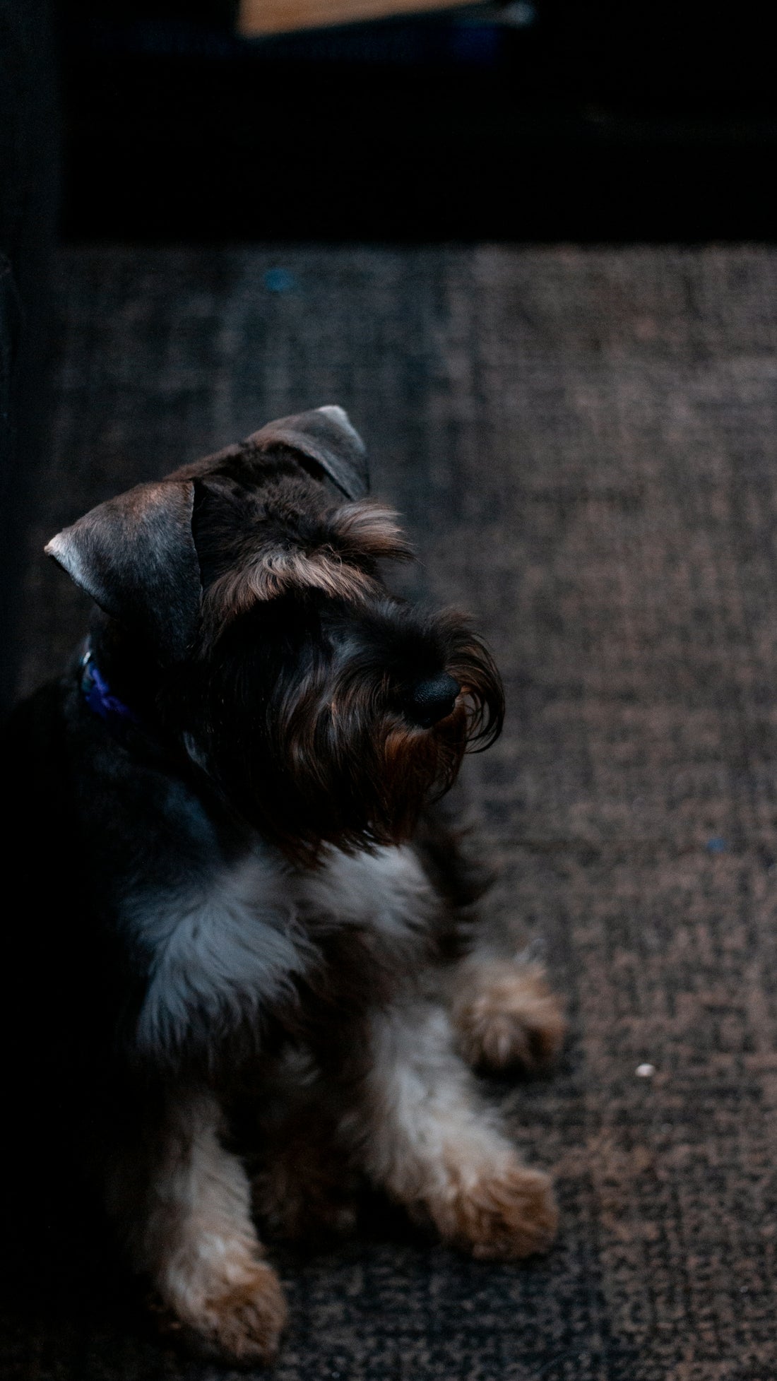 A miniature schnauzer dog lies on a carpet.