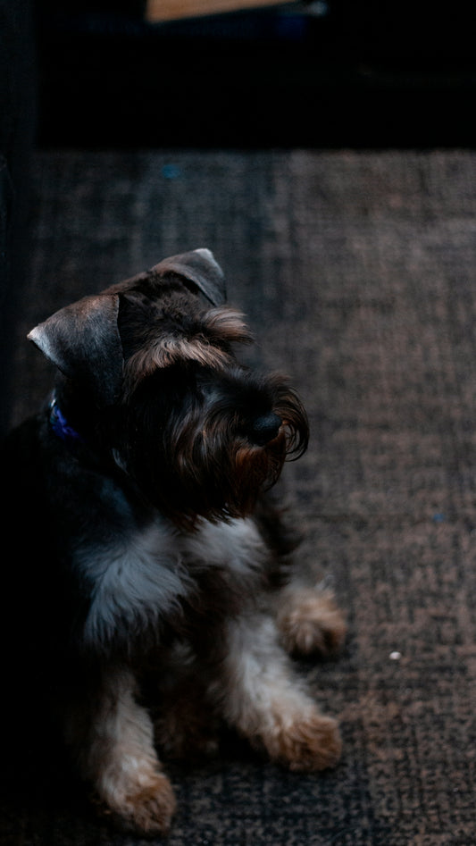 A miniature schnauzer dog lies on a carpet.