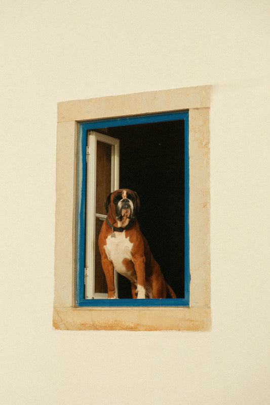 Boxer dog looking out of an open window
