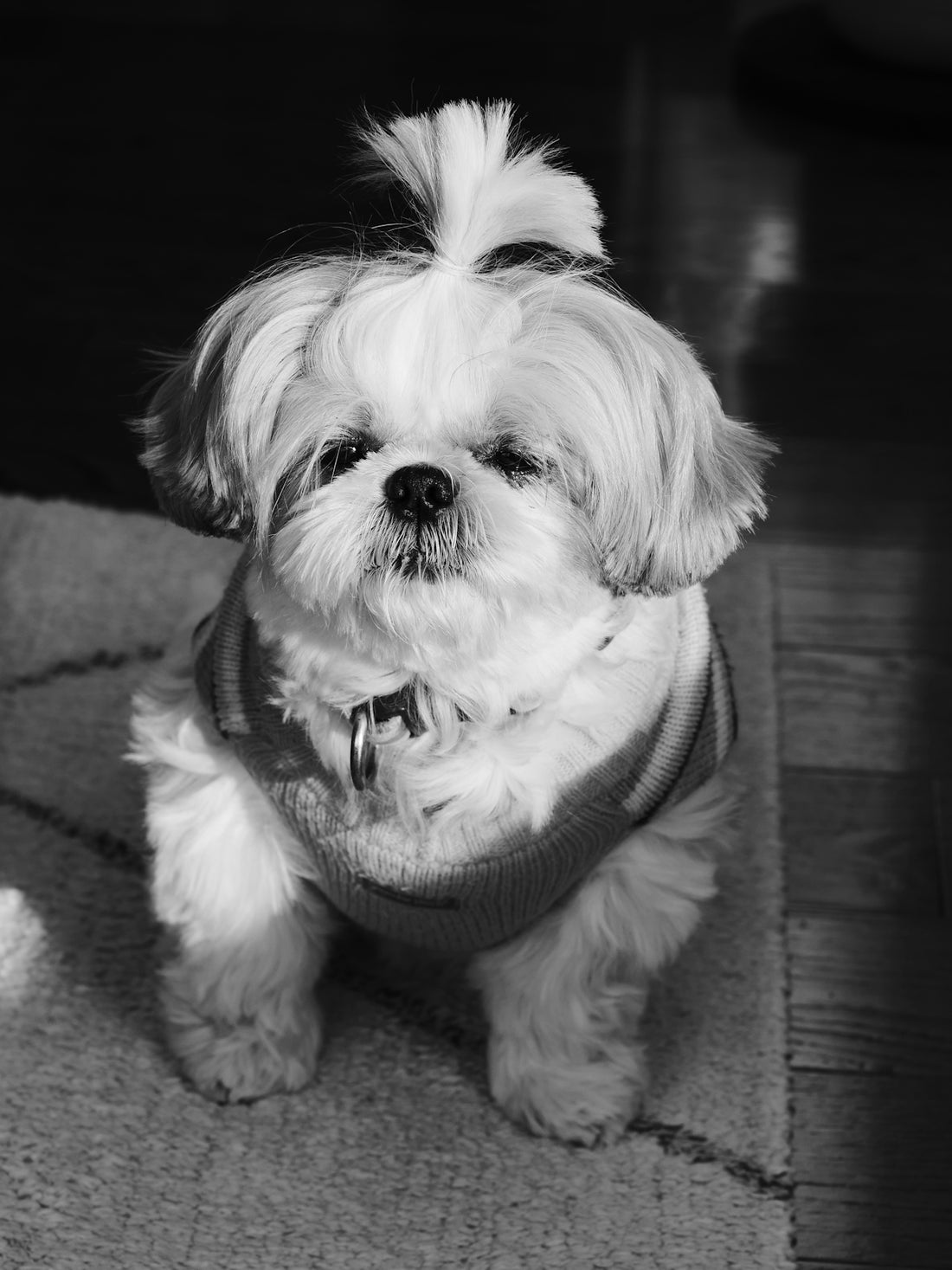 A fluffy shih tzu dog wearing a sweater.