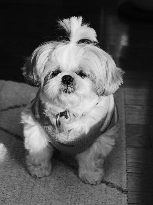 A fluffy shih tzu dog wearing a sweater.